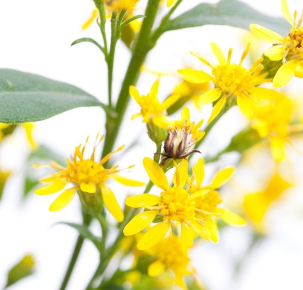 66. Solidago virgaurea – spag. Zimpel Ø