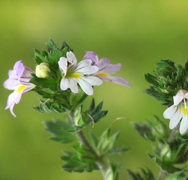 34. Euphrasia – spag. Zimpel Ø