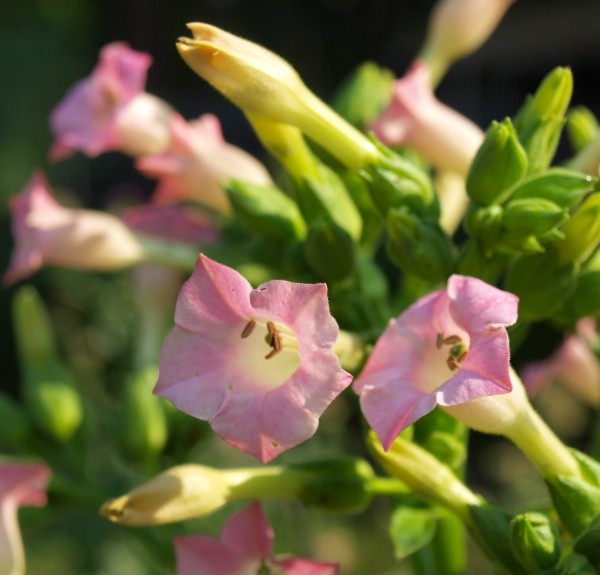 90. Nicotiana tabacum – spag. Zimpel D2