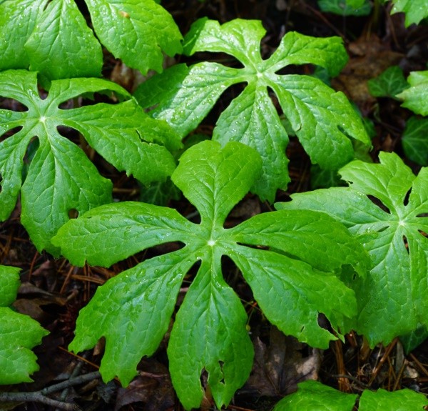 85. Podophyllum peltatum – spag. Zimpel Ø