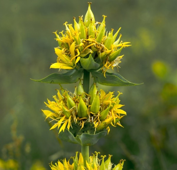 39. Gentiana lutea – spag. Zimpel Ø