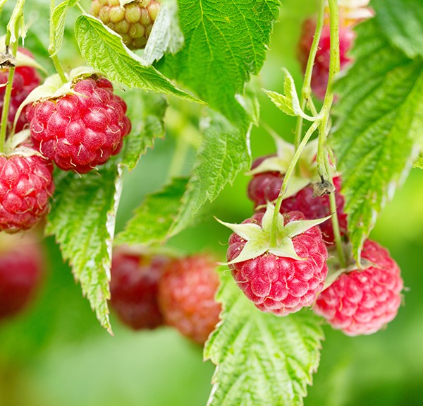 120. Rubus idaeus – spag. Zimpel Ø