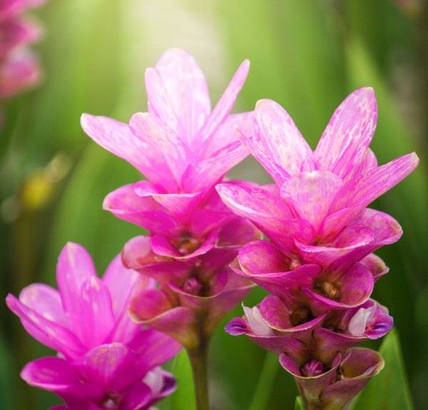 102. Curcuma zanthorrhiza – spag. Zimpel Ø