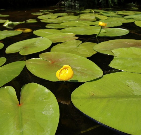 93. Nuphar luteum – spag. Zimpel D2