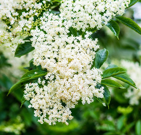 64. Sambucus nigra – spag. Zimpel Ø