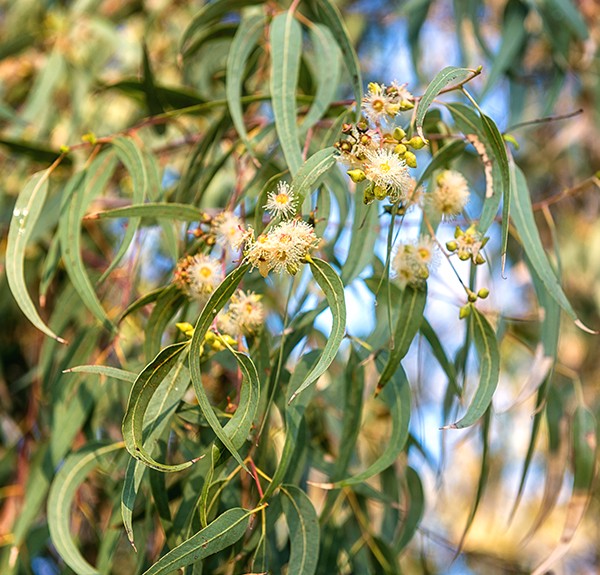 112. Eucalyptus globulus – spag. Zimpel Ø