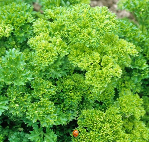 119. Petroselinum crispum – spag. Zimpel Ø