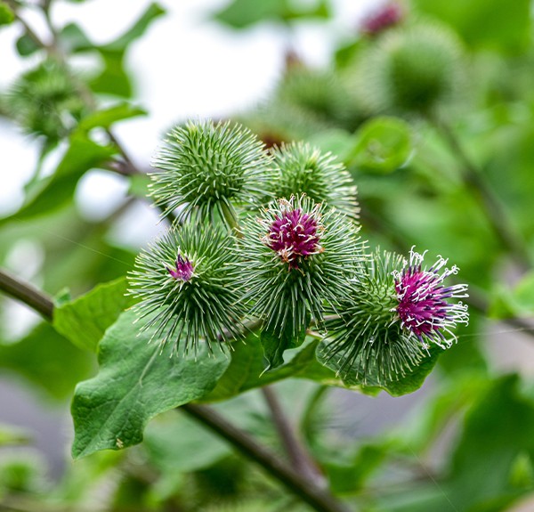 115. Arctium lappa – spag. Zimpel Ø