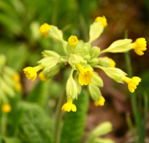 98. Primula veris – spag. Zimpel Ø